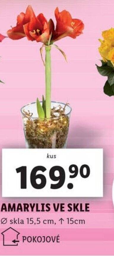 Lidl AMARYLIS VE SKLE nabídka