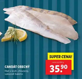Lidl CANDÁT OBECNÝ nabídka