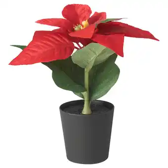 IKEA Vinterfint umělá rostlina v květináči, vn./venkovní poinsettie/červená, 6 cm nabídka