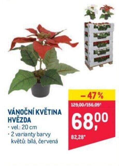 Makro VÁNOČNÍ KVĚTINA HVĚZDA nabídka