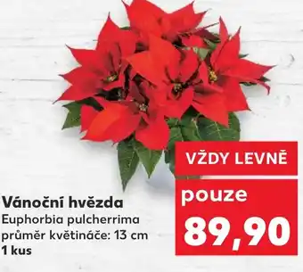 Kaufland Vánoční hvězda nabídka