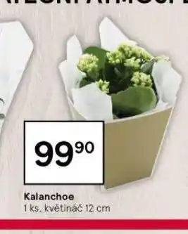 Tesco Kalanchoe nabídka