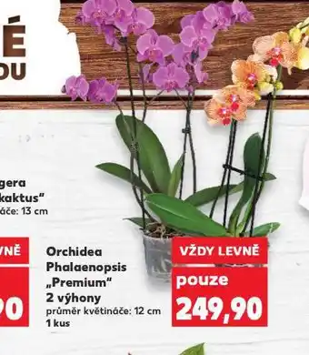 Kaufland Orchidea phalaenopsis nabídka