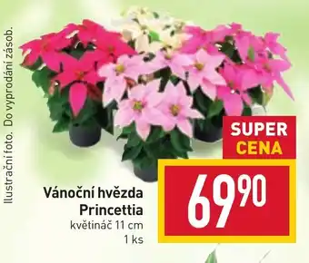Billa Vánoční hvězda Princettia nabídka