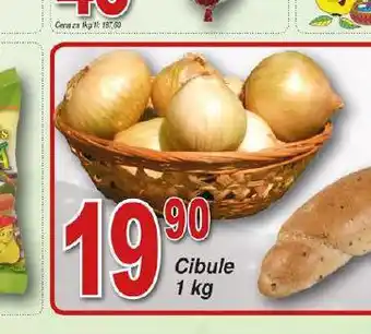 Hruška Cibule nabídka