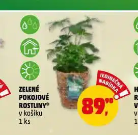 Penny Market Zelené pokojové rostliny nabídka