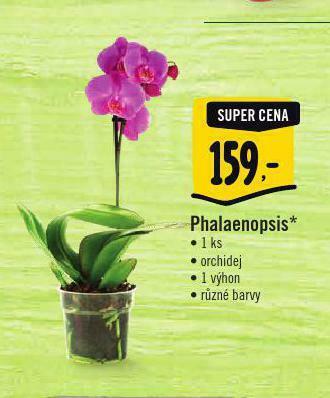 Albert Phalaenopsis nabídka
