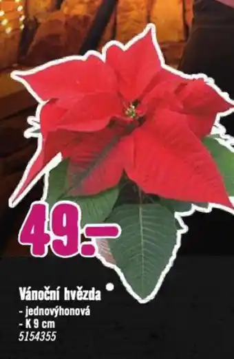 Hornbach Vánoční hvězda nabídka