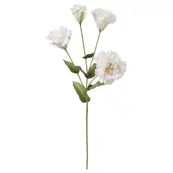 IKEA Smycka umělé květiny, jícnovka/bílá, 60 cm nabídka