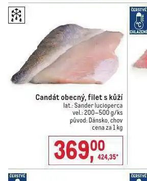 Makro Candát obecný nabídka