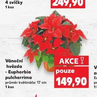 Kaufland Vánoční hvězda nabídka