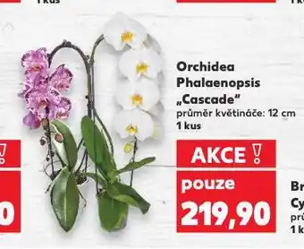 Kaufland Orchidea nabídka