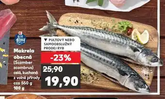 Kaufland Makrela obecná nabídka
