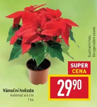 Billa Vánoční hvězda nabídka