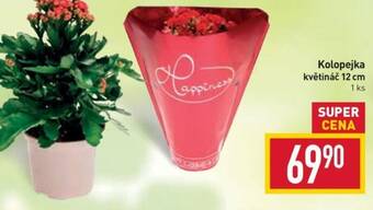 Billa Kolopejka květináč 12 cm nabídka