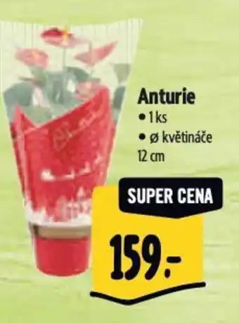 Albert Anturie nabídka