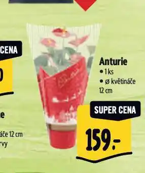 Albert Anturie nabídka