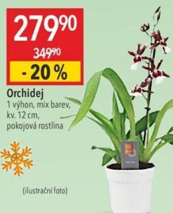 Globus Orchidej nabídka