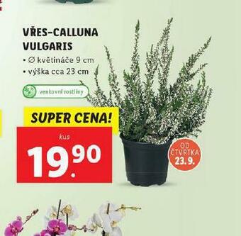 Lidl Vřes calluna vulgaris nabídka