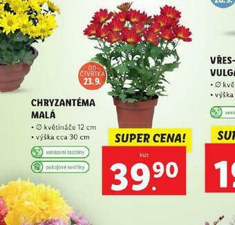Lidl Chryzantéma malá nabídka