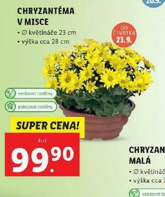 Lidl Chryzantéma v misce nabídka