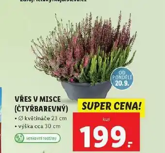 Lidl Vřes v misce nabídka