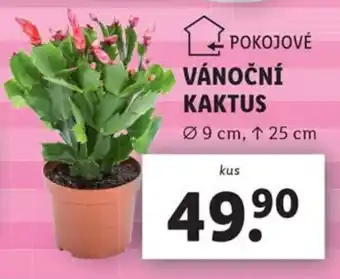 Lidl VÁNOČNÍ KAKTUS nabídka