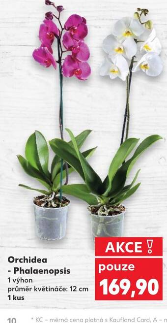Kaufland Orchidea Phalaenopsis nabídka