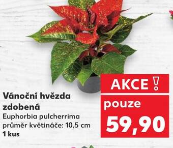Kaufland Vánoční hvězda zdobená nabídka
