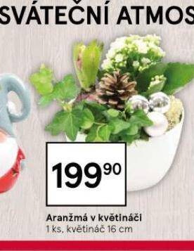 Tesco Aranžmá v květináči nabídka