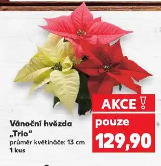 Kaufland Vánoční hvězda nabídka