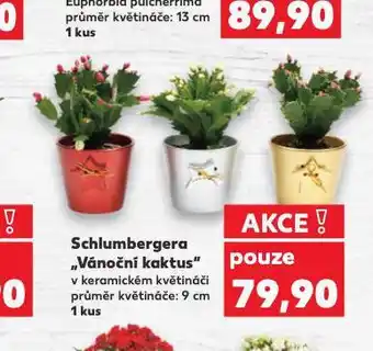 Kaufland Vánoční kaktus nabídka