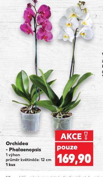 Kaufland Orchidea phalaenopsis nabídka