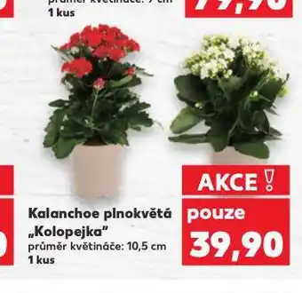 Kaufland Kalanchoe plnokvětá nabídka