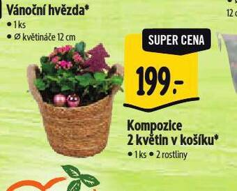 Albert Kompozice 2 květin v košíku nabídka