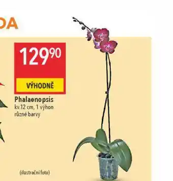 Globus Orchidea - phalaenopsis nabídka