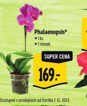 Albert Orchidea - phalaenopsis nabídka