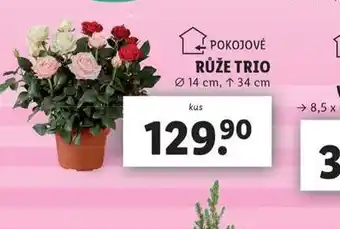 Lidl Růže trio nabídka
