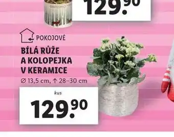 Lidl Bílá růže a kolopejka v keramice nabídka