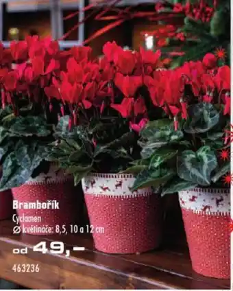 Brambořík Cyclamen