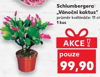 Kaufland Schlumbergera Vánoční kaktus nabídka