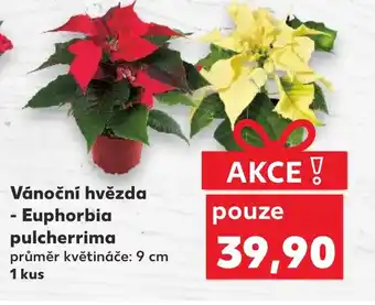 Kaufland Vánoční hvězda - Euphorbia pulcherrima nabídka