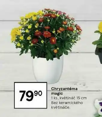 Tesco Chryzantéma magic nabídka
