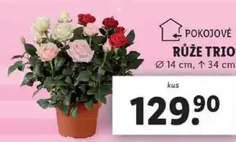Lidl Růže trio nabídka