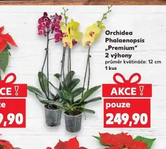Kaufland Orchidea - phalaenopsis nabídka
