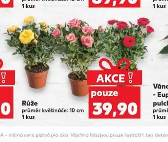 Kaufland Růže nabídka