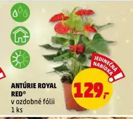 Penny Market Antúrie royal red nabídka