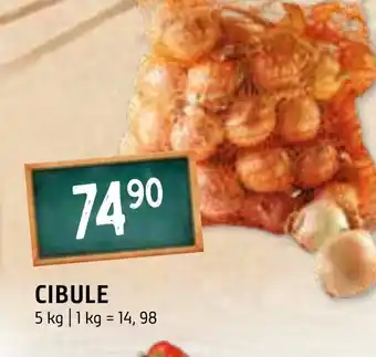 Terno CIBULE nabídka