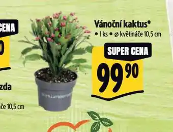 Albert Vánoční kaktus nabídka