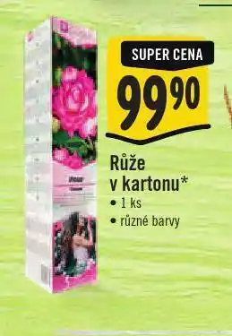 Jip Růže v kartonu nabídka